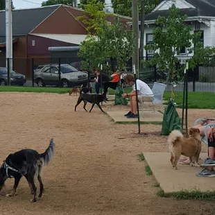 Dogs