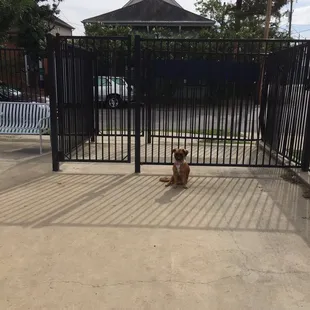 Nice big fenced in area