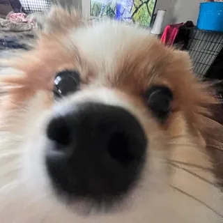 E A.