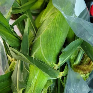 Corn on the cob