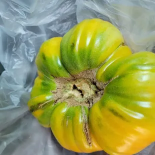 Hillbilly Tomato.  These originated from West