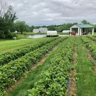 Rows of berries on a cool spring day