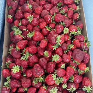Our fresh haul! Juicy, sweet perfection!