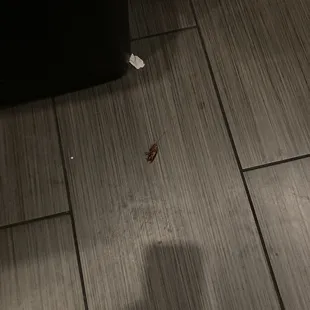 A roach found among others in the women&apos;s restroom and in front of the kitchen entry door.