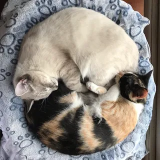 K S.