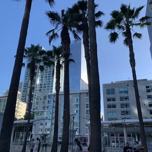 a group of palm trees in a city square
