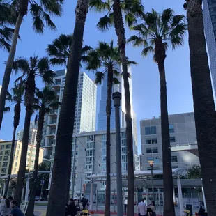 palm trees in a city park