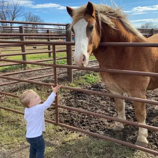 Sammy loves the "puppies" (what he calls all the horses)