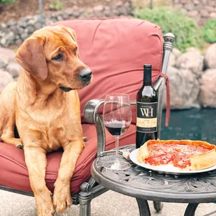 Puppy looking at the Wolfe Heights Cabernet.