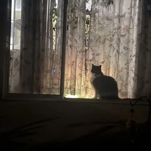 Cat in a window