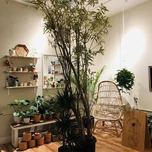 Plant Shop