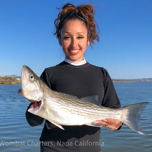 Napa River Guided Boat Fishing Charters for Stripers on Light Tackle