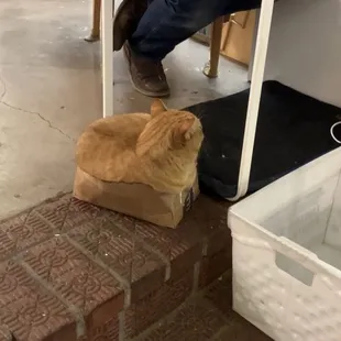 Dave the Wonder Fair cat