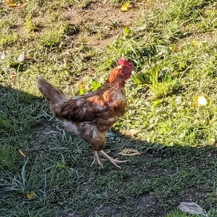 The first to greet me :)