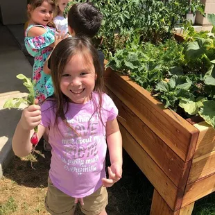 Harvesting the Pre-K garden