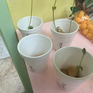 This plant is from the preschool class.