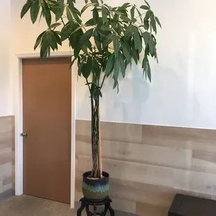 Beautiful bamboo plant in open waiting area