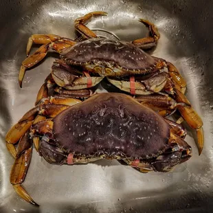 Live crabs