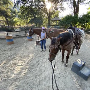 Beautiful horses (Nugget and Cowboy)