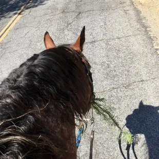 Cowboy loved to eat everything in his path.