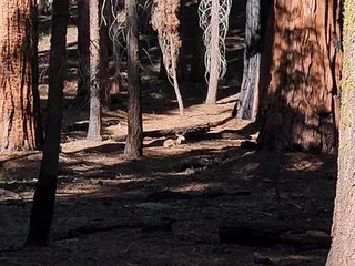 Crescent Meadow and Tharp's Log
