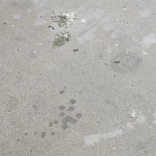 The policy permits tenants to keep birds, but the landlord will not clean up after the pets if tenants fail to do so.