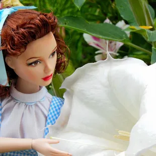 LOL---"Toto--I don't think we are in Kansas anymore..."