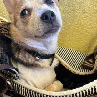 My 5 pound service dog.