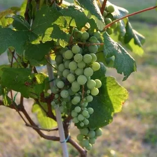 a bunch of grapes hanging from a vine