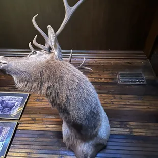 a deer head mounted on a wall