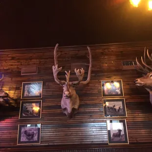 Big game on the wall