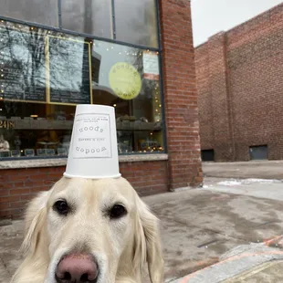 a dog wearing a paper hat