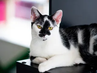 Lexington Humane Society