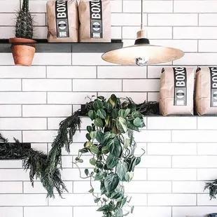 a potted plant on a shelf