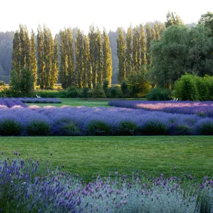 Woodinville Lavender