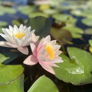 Water Lilly