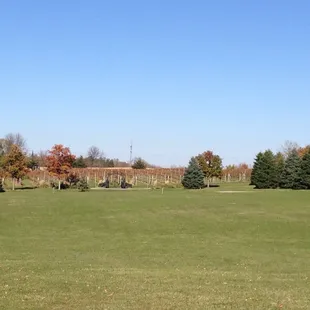 a green field with trees in the background
