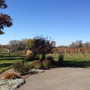 a view of the vineyard