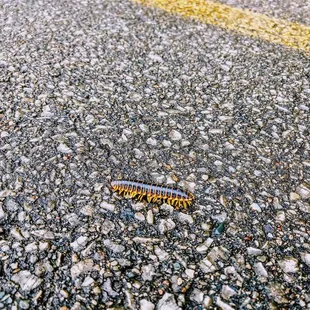 Fellow hiker on the multi use path.