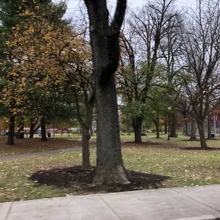 Fall view of Woodland Park