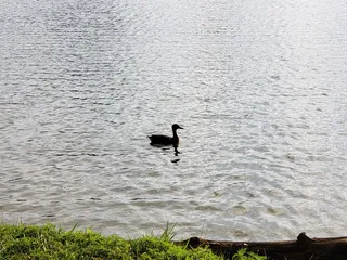 Jacobson Park