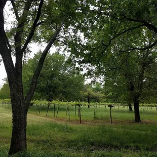 Vineyard