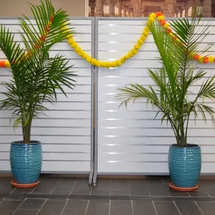 two potted plants in front of a wall