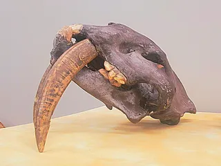 Miller Nichols Library