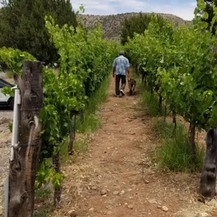 a man walking through a vineyard