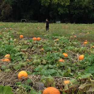 Pumpkin patch in early October