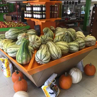 GIANT squash!