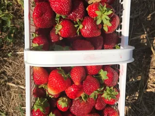 Evans Farms