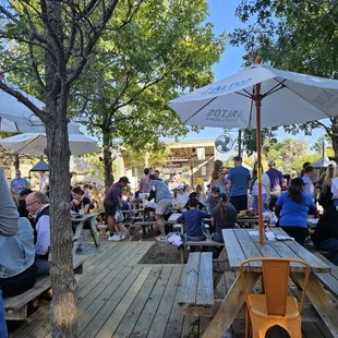 FROGS! Frogs as far as the eye can see!