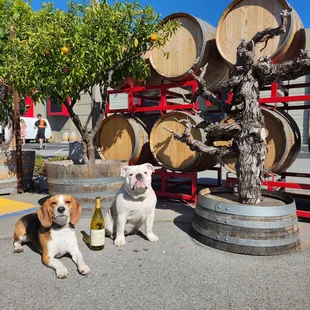 We wooof wine!  we got lots of treats, water, and love!   @approvedbydog by @inedible.bagel and @lil.bullluna